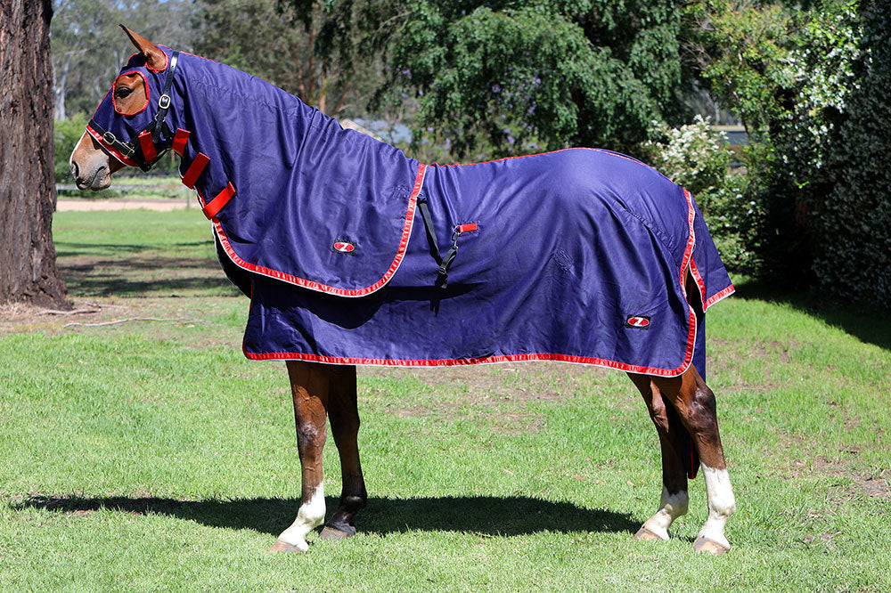 Show Circuit Cotton Rug 5'9"