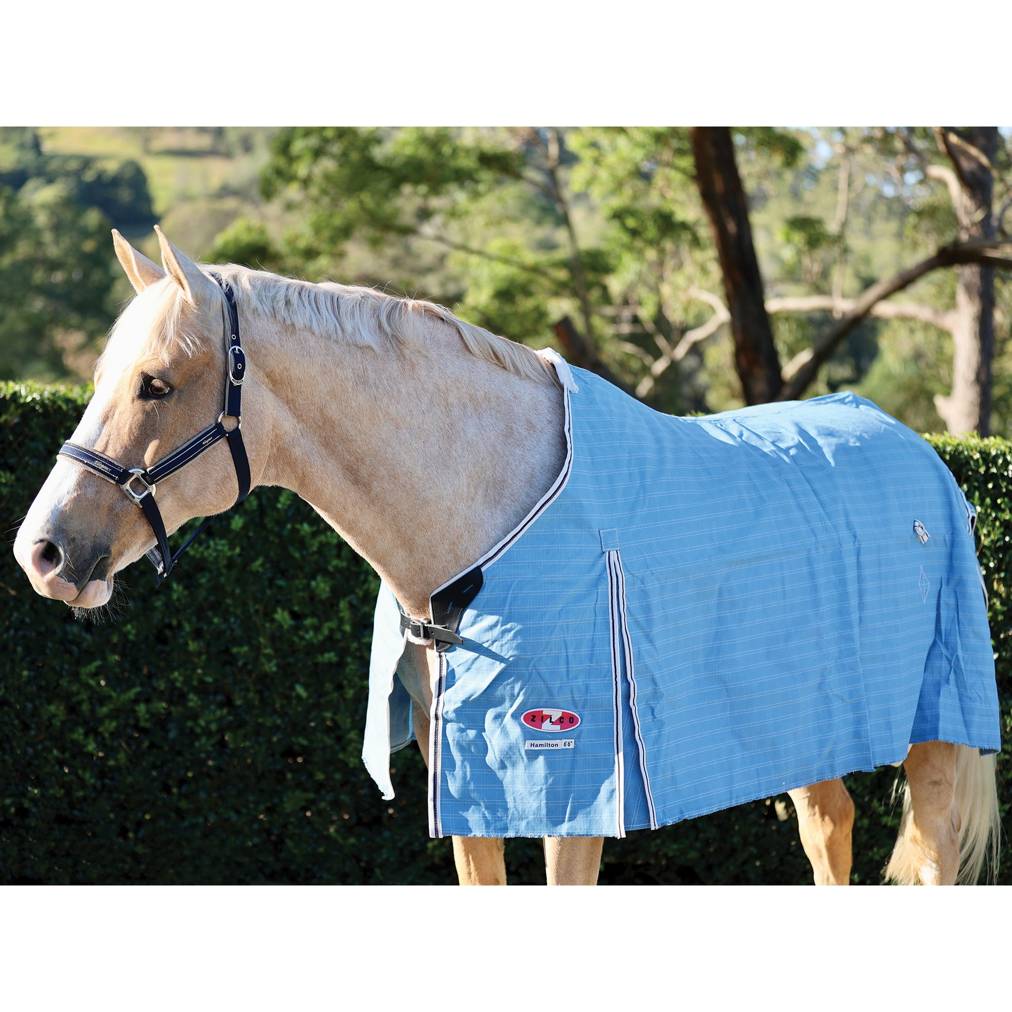 Rug-Hamilton Proof. Canvas 5'9